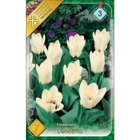 Virághagyma Tulipa Fosteriana Concerto 7 db