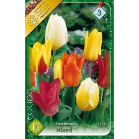 Virághagyma Tulipa Fosteriana mixed 10 db