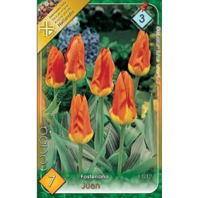 Virághagyma Tulipa Fosteriana Juan 7 db