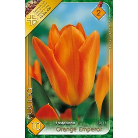 Virághagyma Tulipa Fosteriana Orange Emperor 10 db