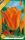 Virághagyma Tulipa Fosteriana Orange Emperor 10 db