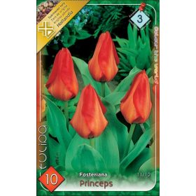 Virághagyma Tulipa Fosteriana Princeps 10 db