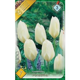 Virághagyma Tulipa Fosteriana Purissima 7 db