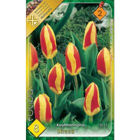 Virághagyma Tulipa Kaufmanniana Stresa 8 db