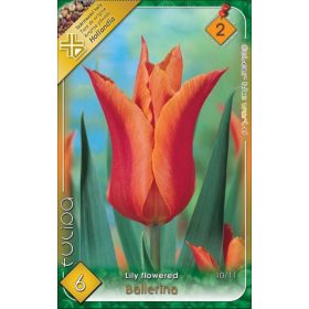 Virághagyma Tulipa Lily Flowered Ballerina 6 db