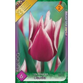 Virághagyma Tulipa Lily Flowered Claudia 6 db