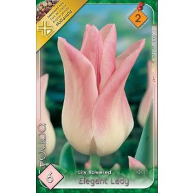 Virághagyma Tulipa Lily Flowered Elegant Lady 6 db