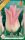 Virághagyma Tulipa Lily Flowered Elegant Lady 6 db