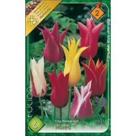 Virághagyma Tulipa Lily Flowered mixed 6 db