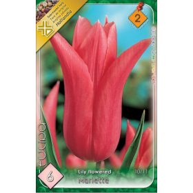 Virághagyma Tulipa Lily Flowered Mariette 6 db