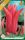 Virághagyma Tulipa Lily Flowered Mariette 6 db