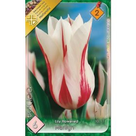 Virághagyma Tulipa Lily Flowered Marilyn 6 db