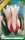 Virághagyma Tulipa Lily Flowered Marilyn 6 db