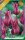 Virághagyma Tulipa Lily Flowered Maytime 6 db