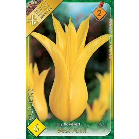 Virághagyma Tulipa Lily Flowered West Point 6 db