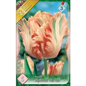 Virághagyma Tulipa Parrot Apricot Parrot 5 db