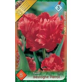 Virághagyma Tulipa Parrot Bastogne Parrot 8 db