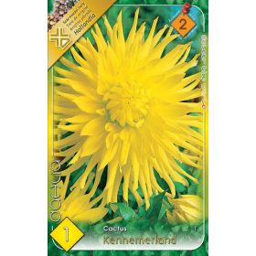 Virághagyma Dahlia Cactus Kennemerland 1db