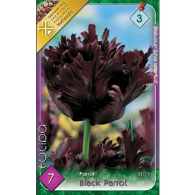 Virághagyma Tulipa Parrot Black Parrot 7 db