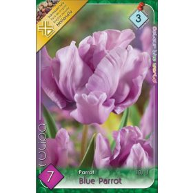 Virághagyma Tulipa Parrot Blue Parrot 7 db