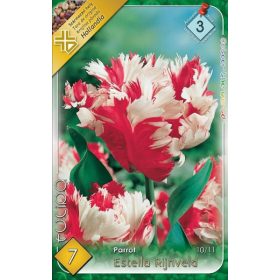 Virághagyma Tulipa Parrot Estella Rijnveld 7 db