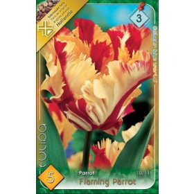 Virághagyma Tulipa Parrot Flamming Parrot 5 db