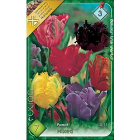 Virághagyma Tulipa Parrot mixed 7 db