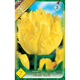 Virághagyma Tulipa Parrot Texas Gold 7 db