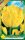 Virághagyma Tulipa Parrot Texas Gold 7 db