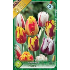 Virághagyma Tulipa Rembrandt mixed 7 db