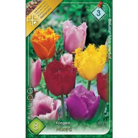 Virághagyma Tulipa Fringed mixed 8 db