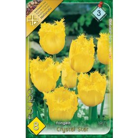 Virághagyma Tulipa Fringed Crystal Star 8 db