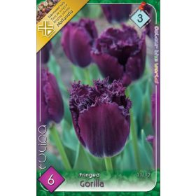 Virághagyma Tulipa Fringed Gorilla 6 db