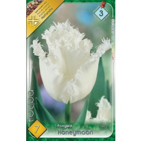 Virághagyma Tulipa Fringed Honeymoon 7 db