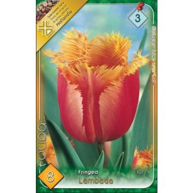 Virághagyma Tulipa Fringed Lambada 8 db