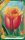 Virághagyma Tulipa Fringed Lambada 8 db