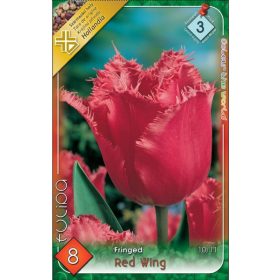 Virághagyma Tulipa Fringed Red Wing 8 db
