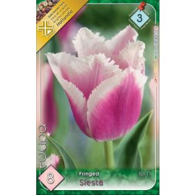 Virághagyma Tulipa Fringed Siesta 8 db
