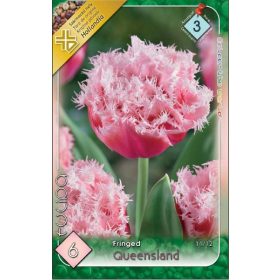 Virághagyma Tulipa Fringed Queensland 6 db