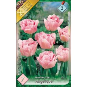Virághagyma Tulipa Double Late Angelique 7 db