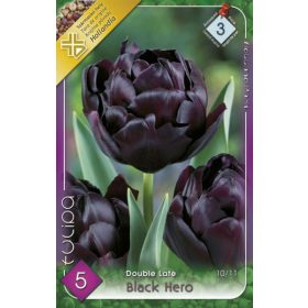 Virághagyma Tulipa Double Late Black Hero 5 db