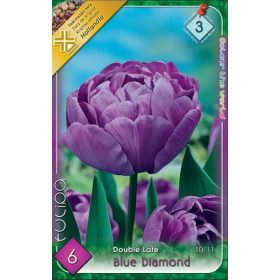 Virághagyma Tulipa Double Late Blue Diamond 6 db