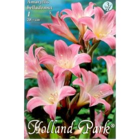 Virághagyma Amaryllis belladonna  1db