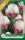 Virághagyma Tulipa Double Late Ice Cream 4 db