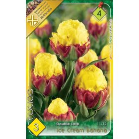 Virághagyma Tulipa Double Late Ice Cream Banana 3 db