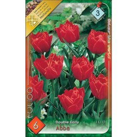 Virághagyma Tulipa Double Early Abba 6 db