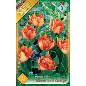 Virághagyma Tulipa Double Early Williem van Oranje 6 db