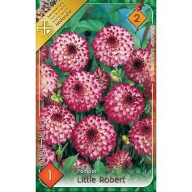 Virághagyma Dahlia Pompon Little Robert 1db