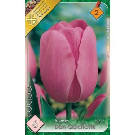 Virághagyma Tulipa Triumph Don Quichotte 6 db