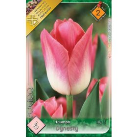 Virághagyma Tulipa Triumph Dynasty 6 db